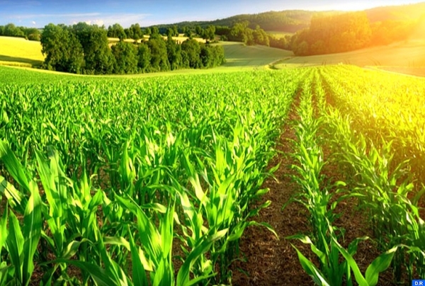 Agriculture durable: 45 pays s&rsquo;engagent &agrave; la COP26