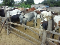 C&ocirc;te d&rsquo;Ivoire-Conflits fonciers et agriculteurs/&eacute;leveurs : Les solutions des populations