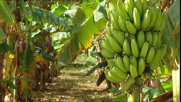 Afruibana s&rsquo;engage pour l&rsquo;agro&eacute;cologie en Afrique