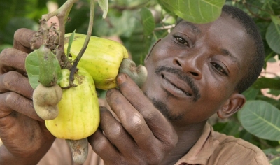 Premier producteur mondial, la Côte d’Ivoire veut relever le défit de la transformation de l&#039;anacarde