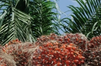 Des r&eacute;gimes de graine de palm