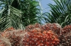 Des régimes de graine de palm