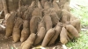 Des tubercules d'igname