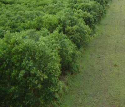 C&ocirc;te d&rsquo;Ivoire :Un op&eacute;ration de d&eacute;limitation des territoires villageois &agrave; Tiassal&eacute;
