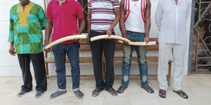 C&ocirc;te d&rsquo;Ivoire : 5 pr&eacute;sum&eacute;s trafiquants interpell&eacute;s &agrave; Anyama et &agrave; Abobo avec 3 ivoires d&rsquo;&eacute;l&eacute;phants