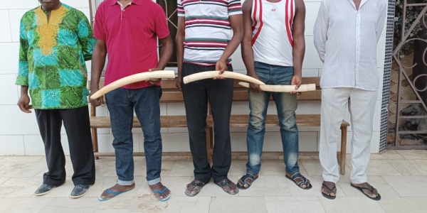 C&ocirc;te d&rsquo;Ivoire : 5 pr&eacute;sum&eacute;s trafiquants interpell&eacute;s &agrave; Anyama et &agrave; Abobo avec 3 ivoires d&rsquo;&eacute;l&eacute;phants