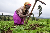L&rsquo;Afrique a besoin d&rsquo;engrais pour mettre fin &agrave; son ins&eacute;curit&eacute; alimentaire, selon un expert &eacute;thiopien