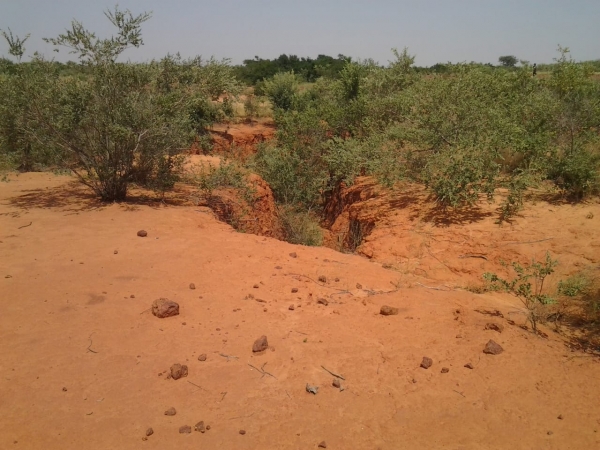 &laquo; Le Forum forestier africain appelle &agrave; une meilleure int&eacute;gration des solutions fond&eacute;es sur la nature pour la r&eacute;silience climatique en Afrique &raquo;