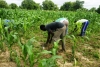 C&ocirc;te d&rsquo;Ivoire : La FAO lance son projet &laquo; Agriculture intelligente face au climat &raquo; &agrave; Gagnoa