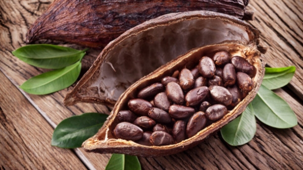 Côte d’Ivoire-Transformation du cacao : Un système de DUS différencié instauré au profit des industrielles