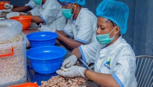 Les agriculteurs nigérians adoptent la technologie pour lutter contre l&#039;insécurité alimentaire