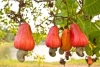 Premier producteur mondial d&#039;anacarde : La Côte d’Ivoire va détrôner l’Inde en 2017