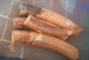 Côte d&#039;Ivoire/ Trafic d’animaux : Des Ivoires marqués saisis à Korhogo, 3 trafiquants interpellés dont un homme de médias