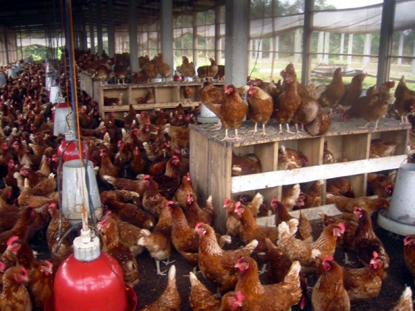 Côte d&#039;Ivoire : Développement du secteur avicole, défi du Forum AVI-INVEST