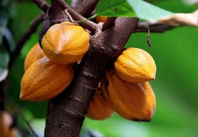 Côte d’Ivoire : Des chenilles dévastent 752 hectares de vergers de cacao