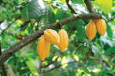 Côte d’Ivoire : Reprise des activités commerciales du cacao à l&#039;Ouest