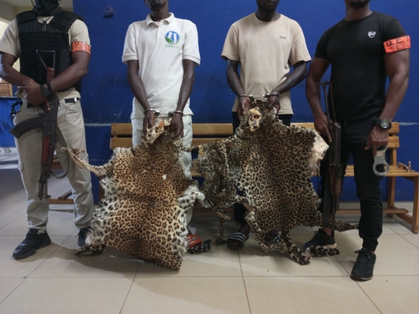 Côte d&#039;Ivoire : deux présumés trafiquants d’animaux interpellés avec 2 crânes et 3 peaux de panthère à Bondoukou