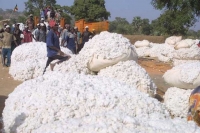 C&ocirc;te d&rsquo;Ivoire : Le bassin cotonnier ivoirien reparti d&eacute;sormais en 18 zones