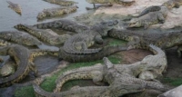 Côte d’Ivoire / Lac aux caïmans de Yamoussoukro : 23 ans après Houphouët, qu’en reste-t-il ?
