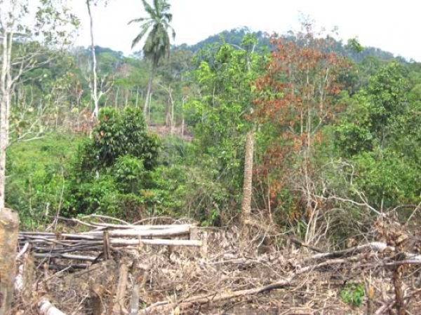 La Côte d&#039;Ivoire fait les Etats généraux de sa forêt manacée