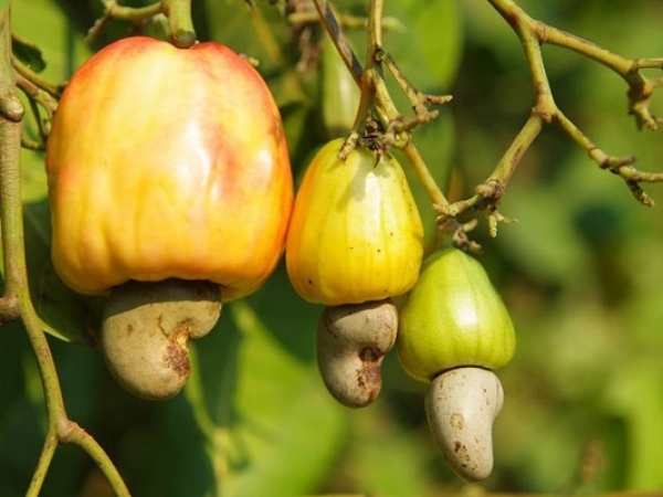 SIETTA 2016 : Les producteurs nationaux dressent un bilan mitigé de leur participation