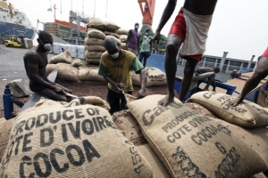 Mévente du cacao, la situation se normalise selon le gouvernement ivoirien
