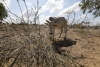 La famine plane sur l’Afrique de l’Est