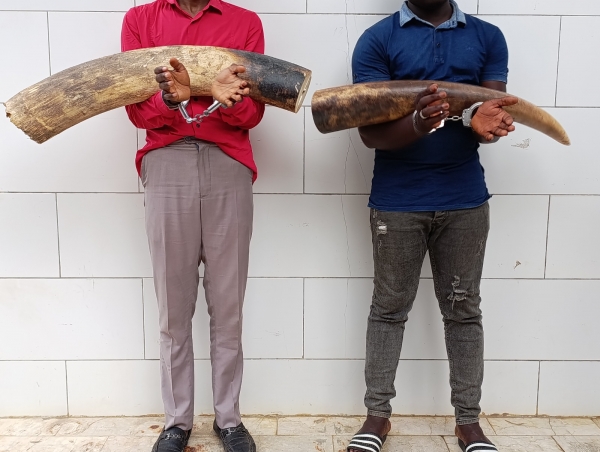 Côte d’Ivoire : plus de 30 kg d’ivoires en provenance du Libéria aux mains de deux individus saisis à Divo