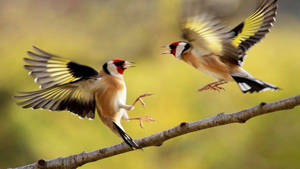 Présence accrue d’animaux et d’oiseaux protégés dans la réserve naturelle du mont Nimba (CGL)