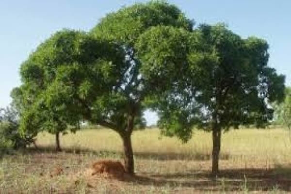 Côte d&#039;Ivoire: Plaidoyer pour la protection du bois de karité
