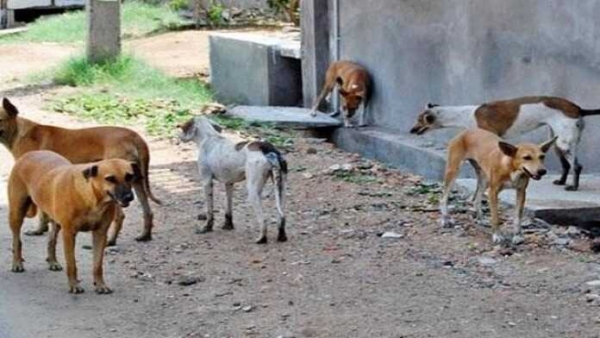 Zoonoses: des chiens tuent chaque ann&eacute;e 500 personnes en C&ocirc;te d&rsquo;Ivoire