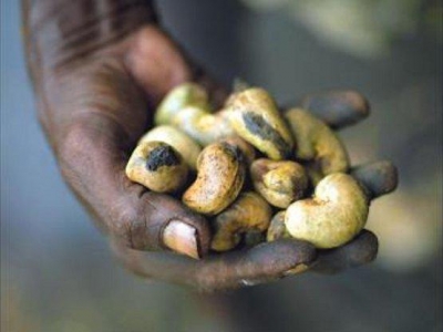 Côte d’Ivoire : Le prix bord-champ de l’anacarde passe à 700 FCFA/ kg à Tanda